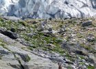 bouquetins Bionassay (5) : 2013, Mont Blanc